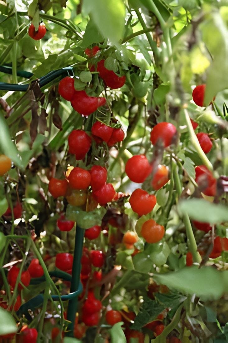 200 Seeds Heirloom Tess's Landrace Cherry Tomato