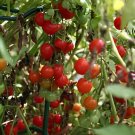 200 Seeds Heirloom Tess's Landrace Cherry Tomato