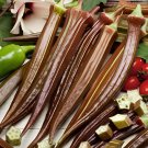 24 Seeds Fresh Red Burgundy Okra Organic Herbs