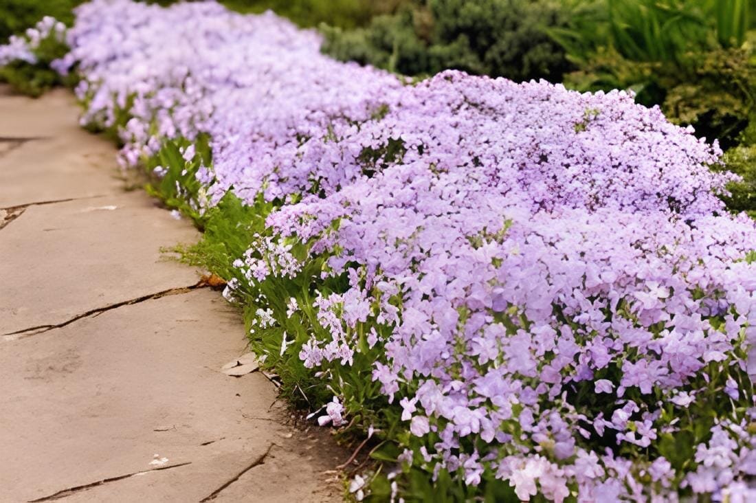 120 Seeds Fresh Perennial Flower Ground Cover