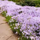 120 Seeds Fresh Perennial Flower Ground Cover