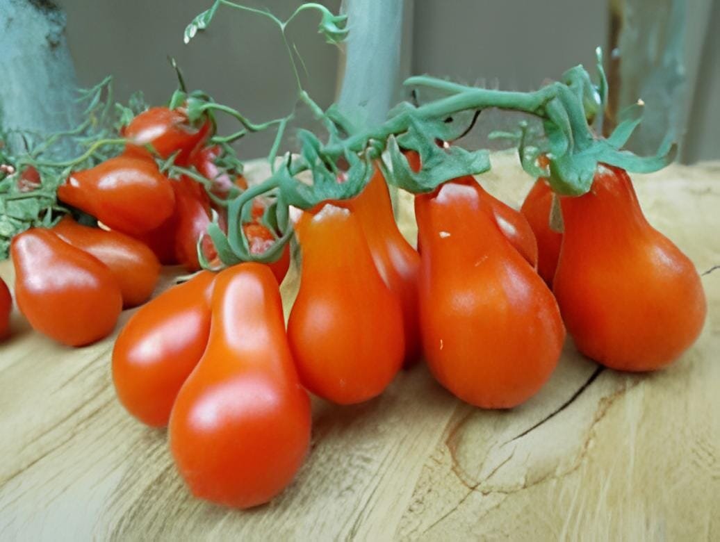 200 Seeds Heirloom Ukraine Red Peal Tomato