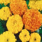 70 Seeds Jumbo Yellow Crackerjack Marigold