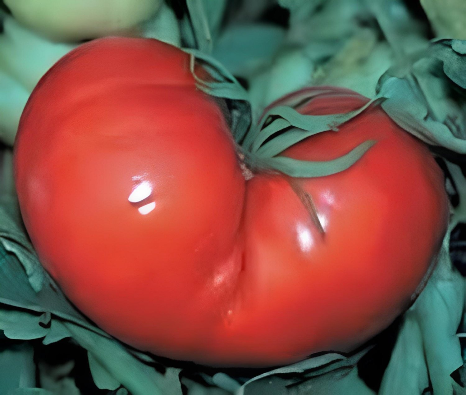 70 Seeds Big Pink Red Tomato Seed Non-Gmo Heirloom Vegetables