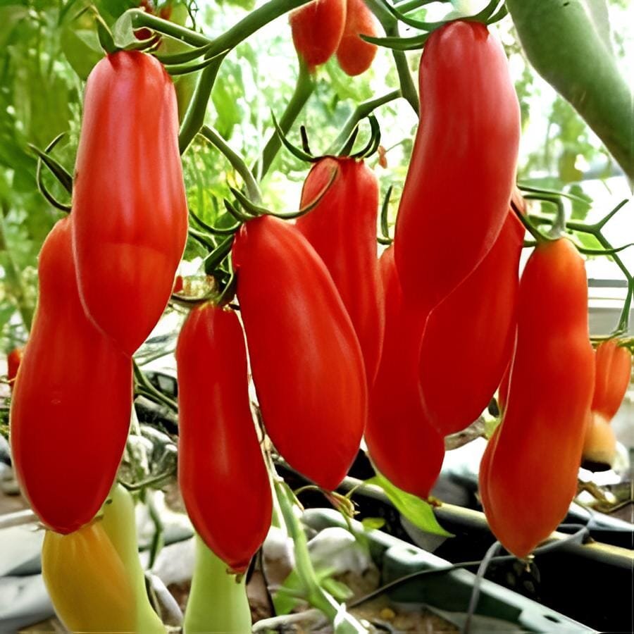 40 Seeds Red Banana Tomato Seed Organic Heirloom Vegetables