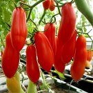 40 Seeds Red Banana Tomato Seed Organic Heirloom Vegetables