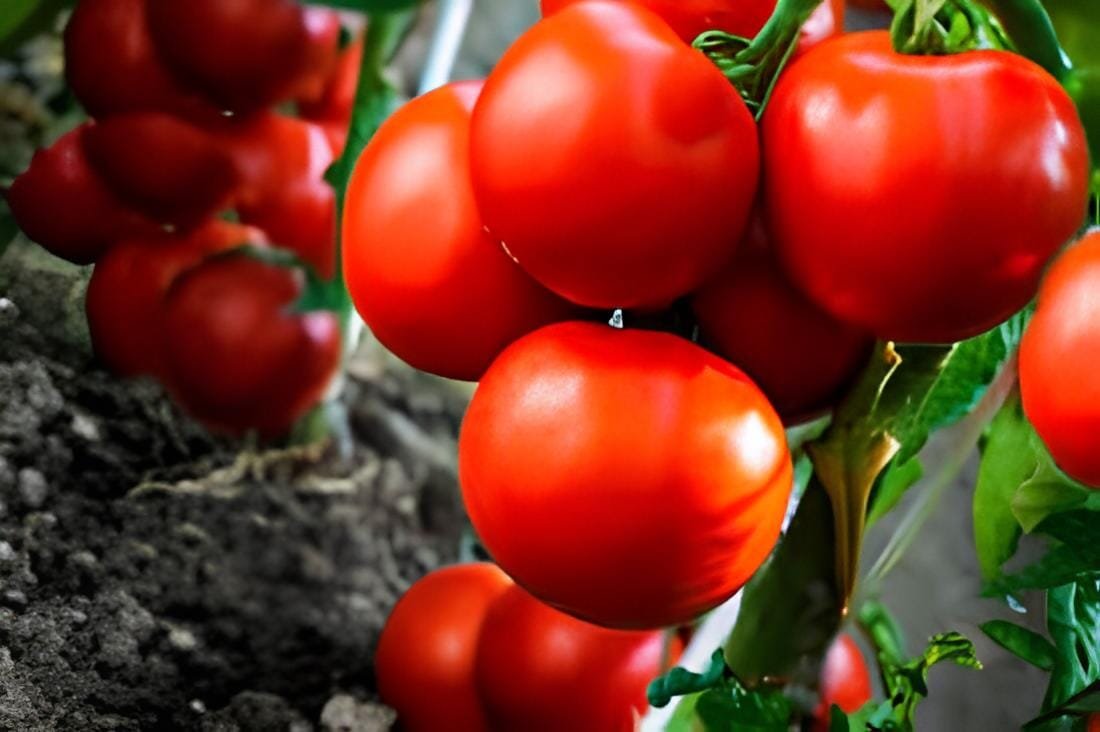 600 Seeds Middle Milk Red Tomato