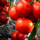 600 Seeds Middle Milk Red Tomato