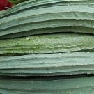 20 Seeds Luffa Acutangula Angled Luffa Vegetables Ridged Luffa Chinese Okra