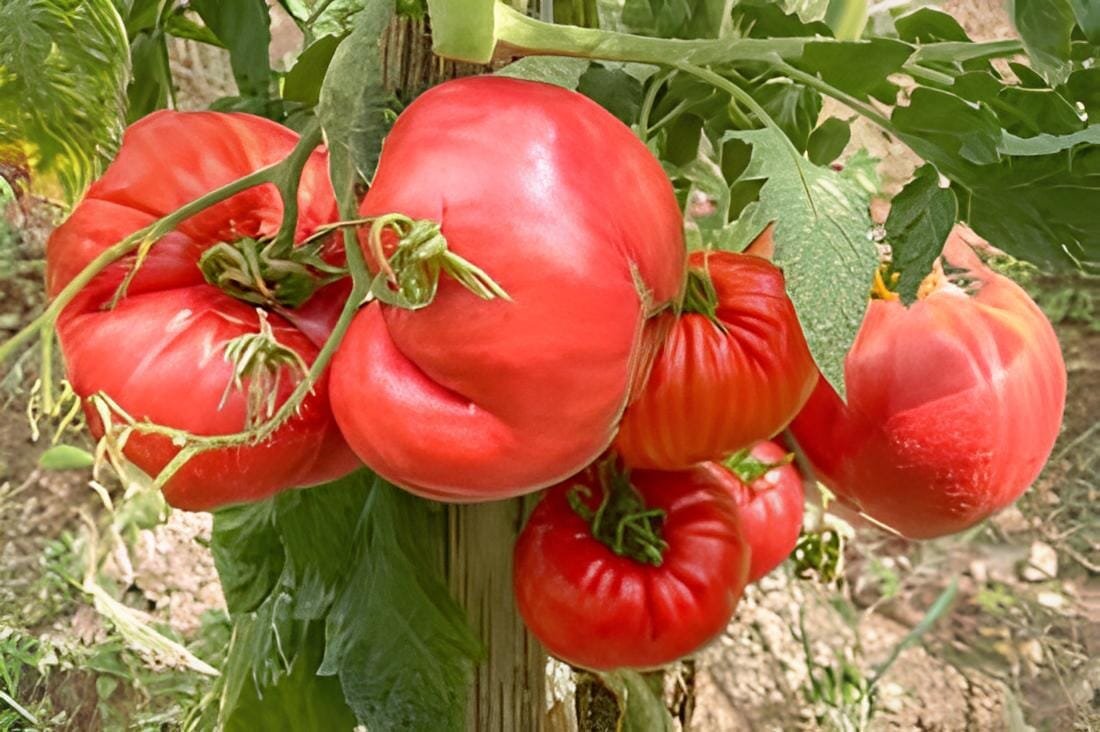 200 Seeds Germany Rose Red Corrugated Sweet Big Tomato Hybrid