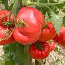 200 Seeds Germany Rose Red Corrugated Sweet Big Tomato Hybrid