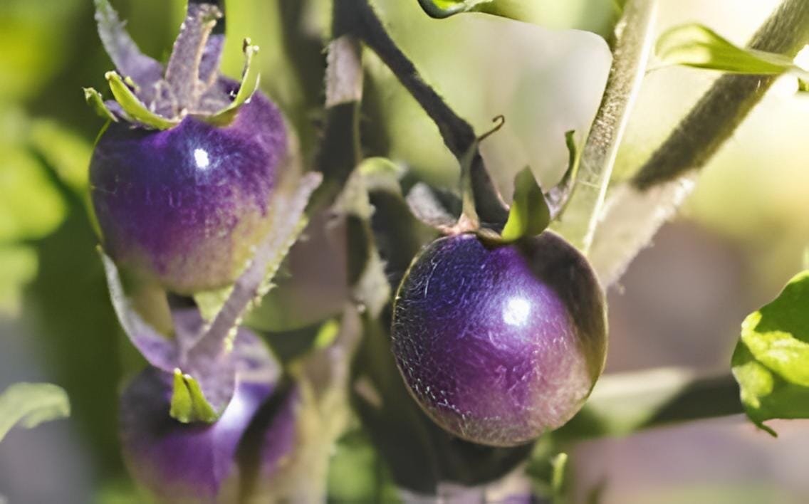 100 Seeds Large Purple Tomato