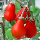 600 Seeds Heirloom Red Climbing Pear Cherry Tomato