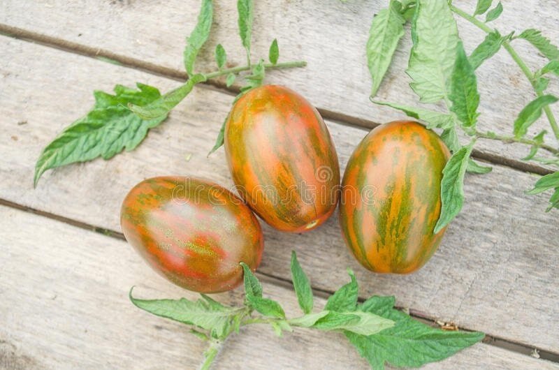 300 Seeds Heirloom 'Tiger Colorful' L Tomato F2