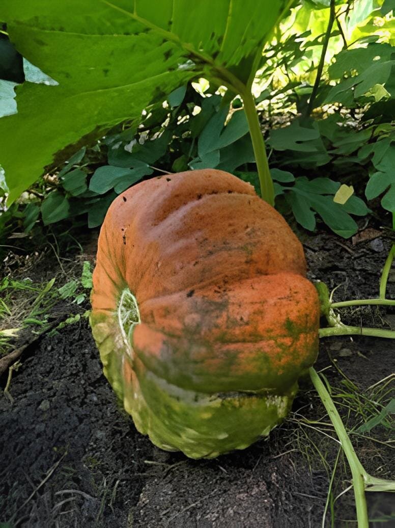 20 Seeds Heirloom Cucurbita maxima 'Incense burner' Squash Ornamental Fruit