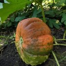 20 Seeds Heirloom Cucurbita maxima 'Incense burner' Squash Ornamental Fruit