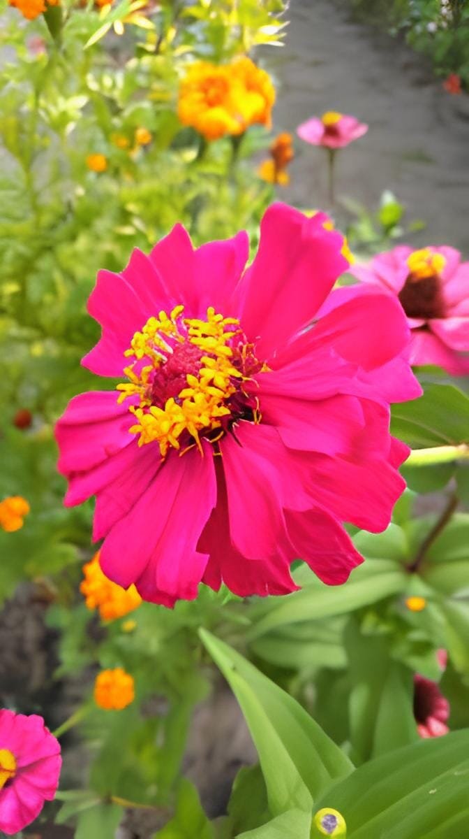 100 Seeds Zinnia Elegans Pink