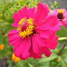 100 Seeds Zinnia Elegans Pink