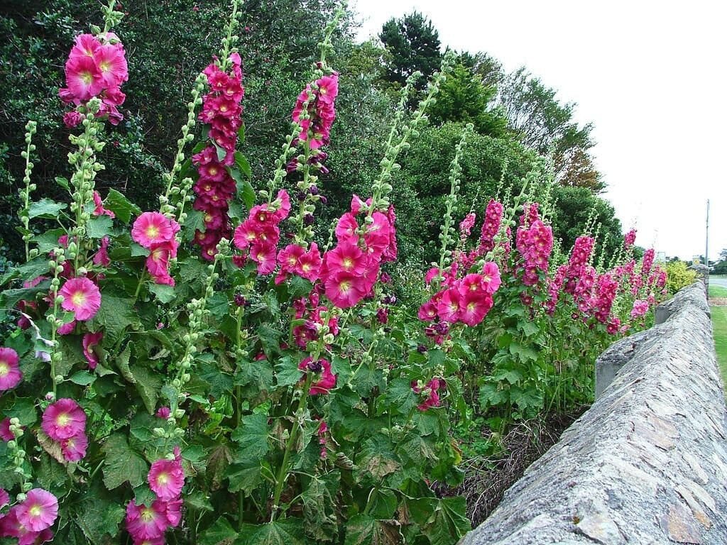 40 Seeds Alcea Rosea Flower