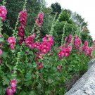 40 Seeds Alcea Rosea Flower