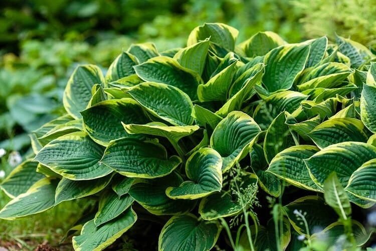 600 Seeds Hosta