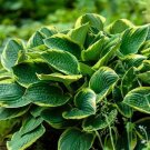 600 Seeds Hosta