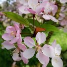 100 Seeds Malus Halliana