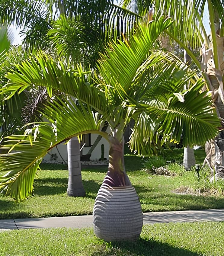 40 Seeds Bottle Palm