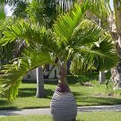 40 Seeds Bottle Palm