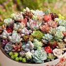 1000 Seeds Succulent Planter Seeds Mix Lithops