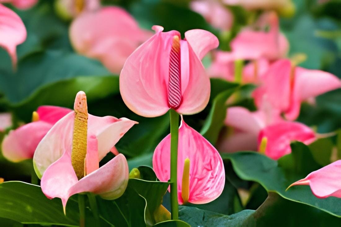 200 Seeds Anthurium Flower