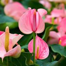 200 Seeds Anthurium Flower