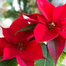 200 Seeds Poinsettia