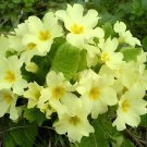 200 Seeds Primrose Primula