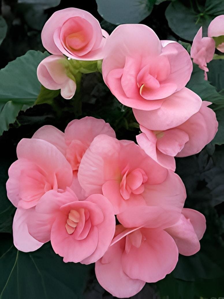 100 Seeds Rieger Begonias Flower