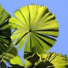 60 Seeds Palm Tropical Outdoor Evergreen Fan-Shaped
