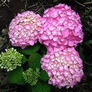 20 Seeds Hydrangea Seeds Perennial Flower