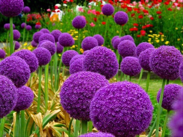 200 Seeds Geranium Giant Allium Giganteum