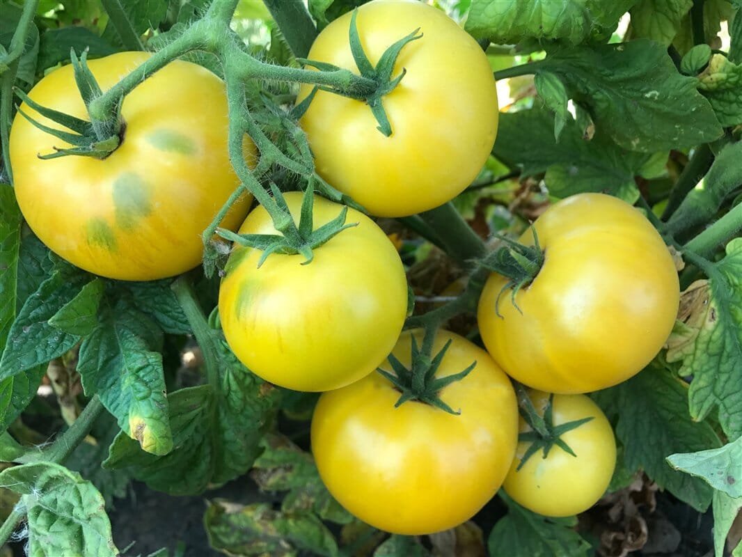 600 Seeds Golden Tomato with Green Stripe F2 Tomato