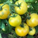 600 Seeds Golden Tomato with Green Stripe F2 Tomato