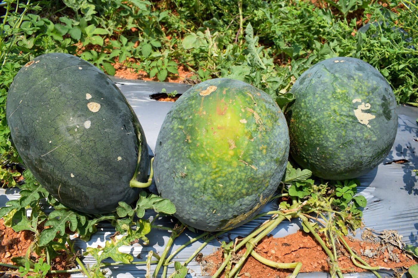 20 Seeds Long Black Sweet Juicy Watermelon