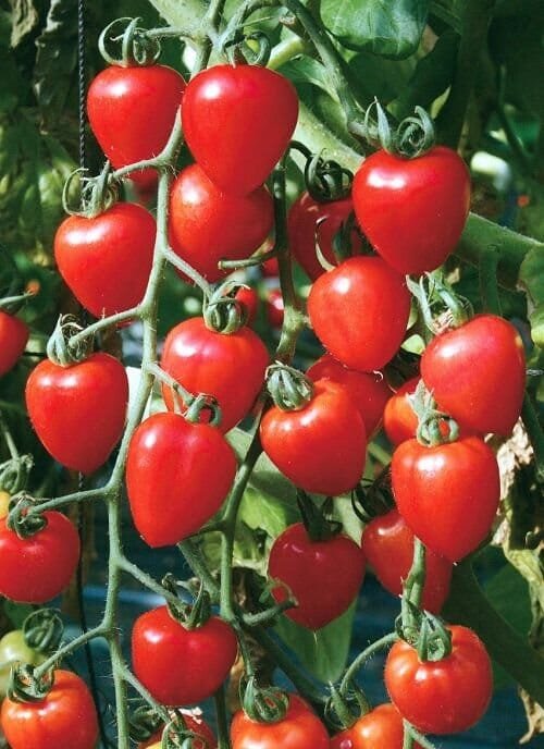 70 Seeds Very Sweet Red Cherry Tomato