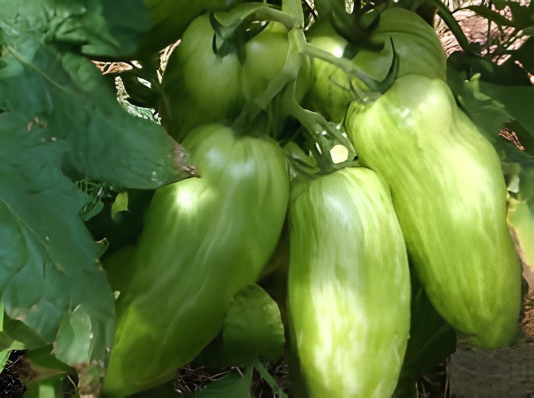 60 Seeds Green 'Banana' Tomato