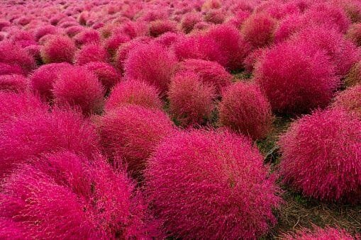 7000 Seeds Burning Bush Grass Kochia Scoparia Summer Cypress