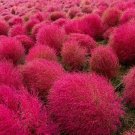 7000 Seeds Burning Bush Grass Kochia Scoparia Summer Cypress