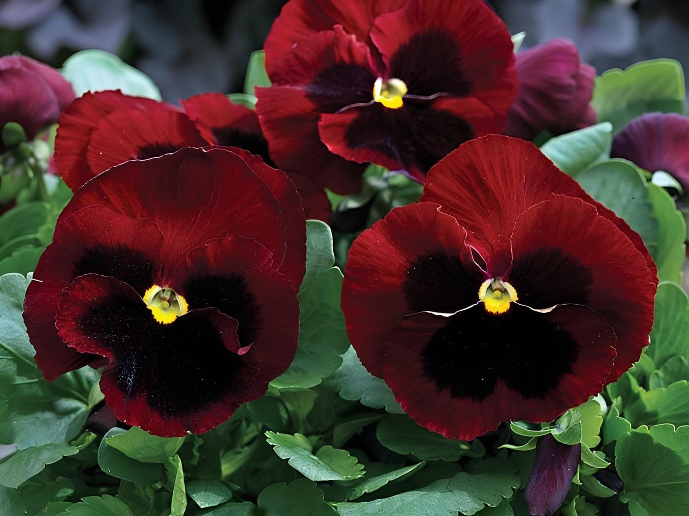 60 Seeds Pansy Red Black Petals with Yellow Eye Flowers
