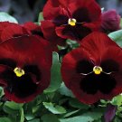 60 Seeds Pansy Red Black Petals with Yellow Eye Flowers