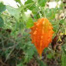 16 Seeds Seto Melon Balsampear Vegetable