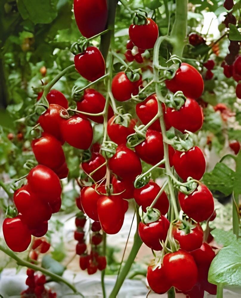 40 Seeds Milky Red Cherry Tomato