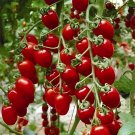 40 Seeds Milky Red Cherry Tomato